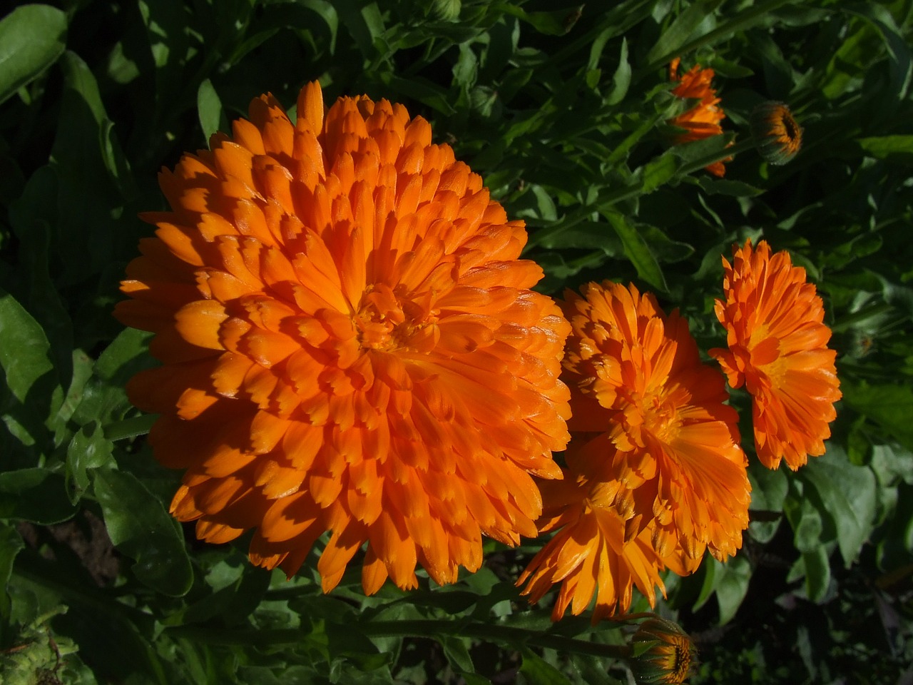 flower marigold calendula free photo