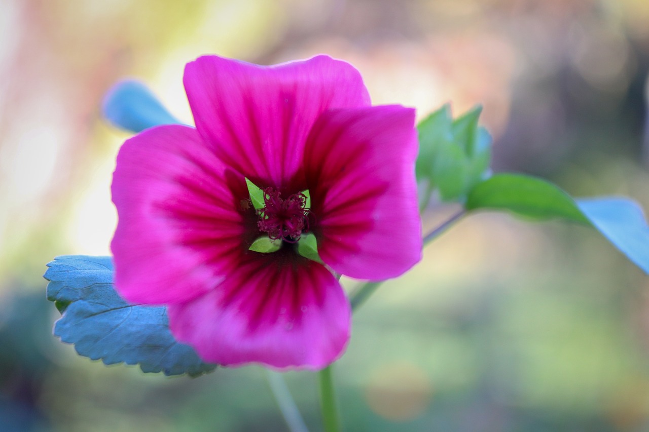 flower  blossom  bloom free photo