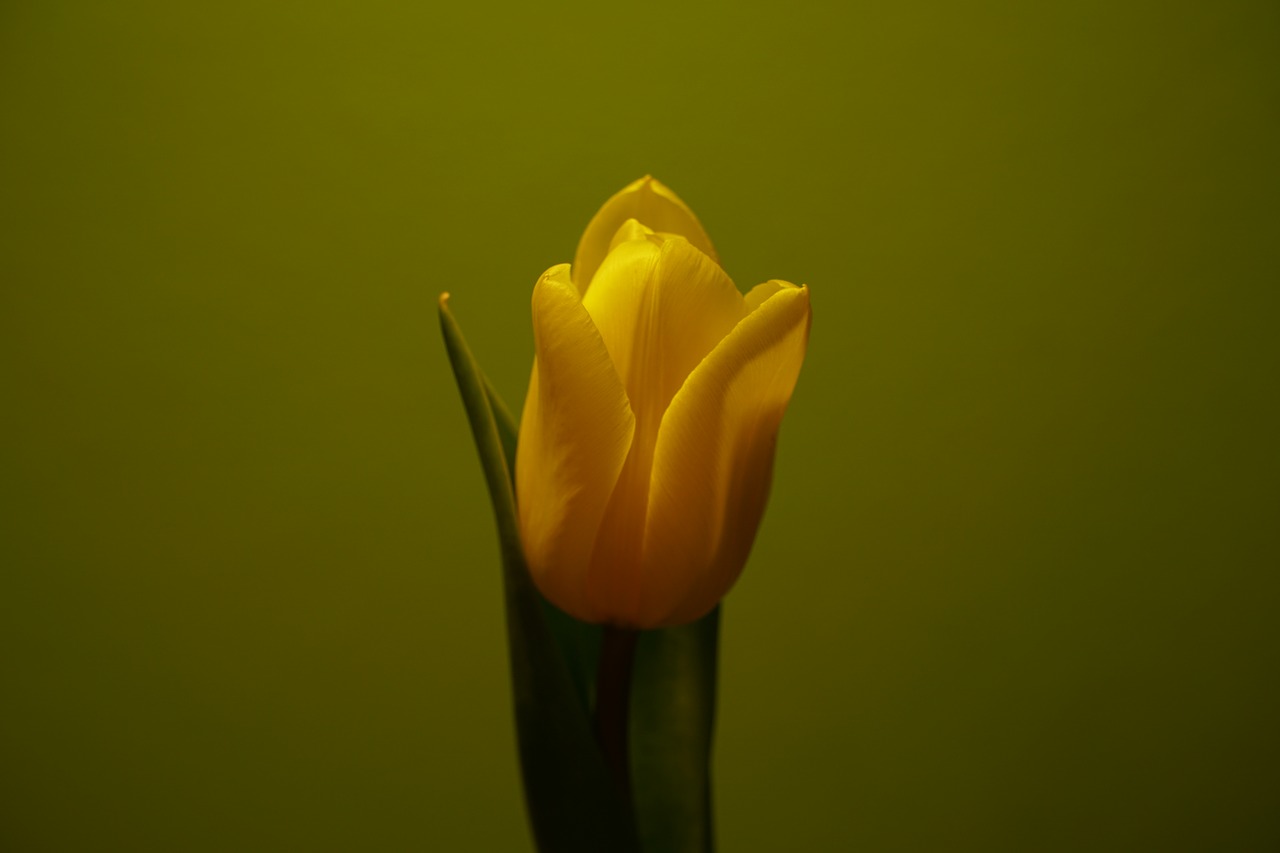 flower  tulip  plant free photo