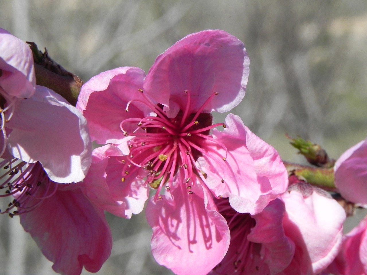 flower  spring  peach free photo