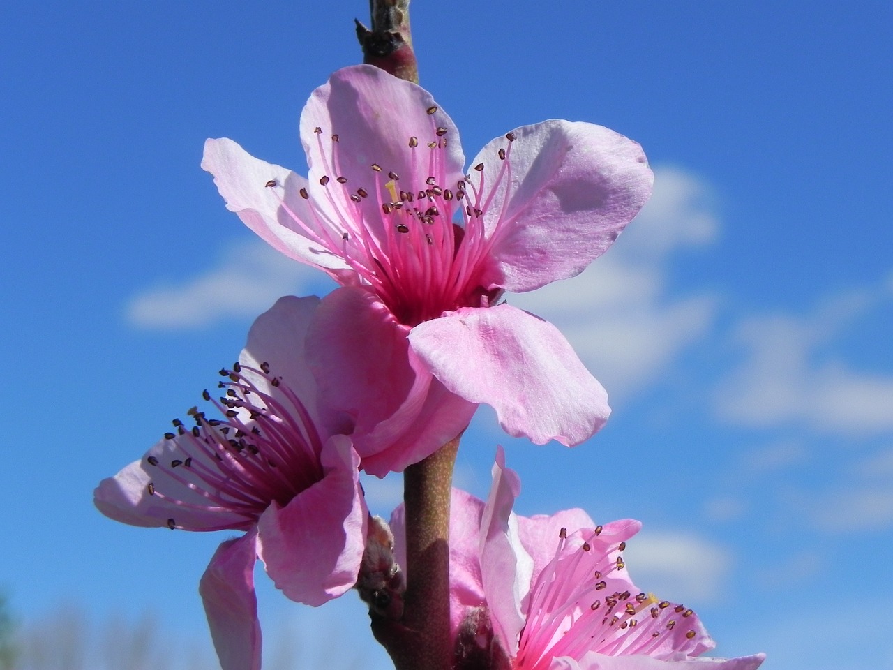 flower  blue  spring free photo