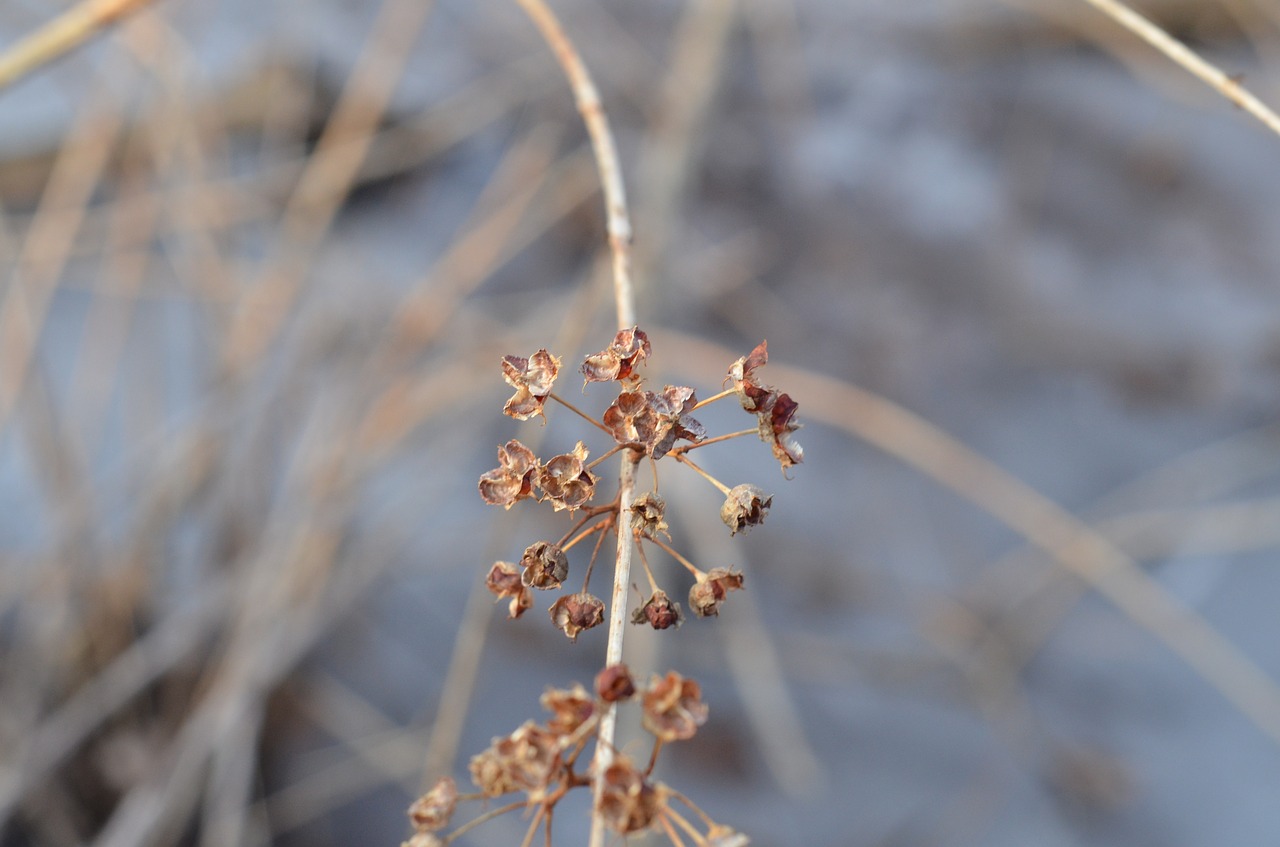 flower  pod  dry free photo