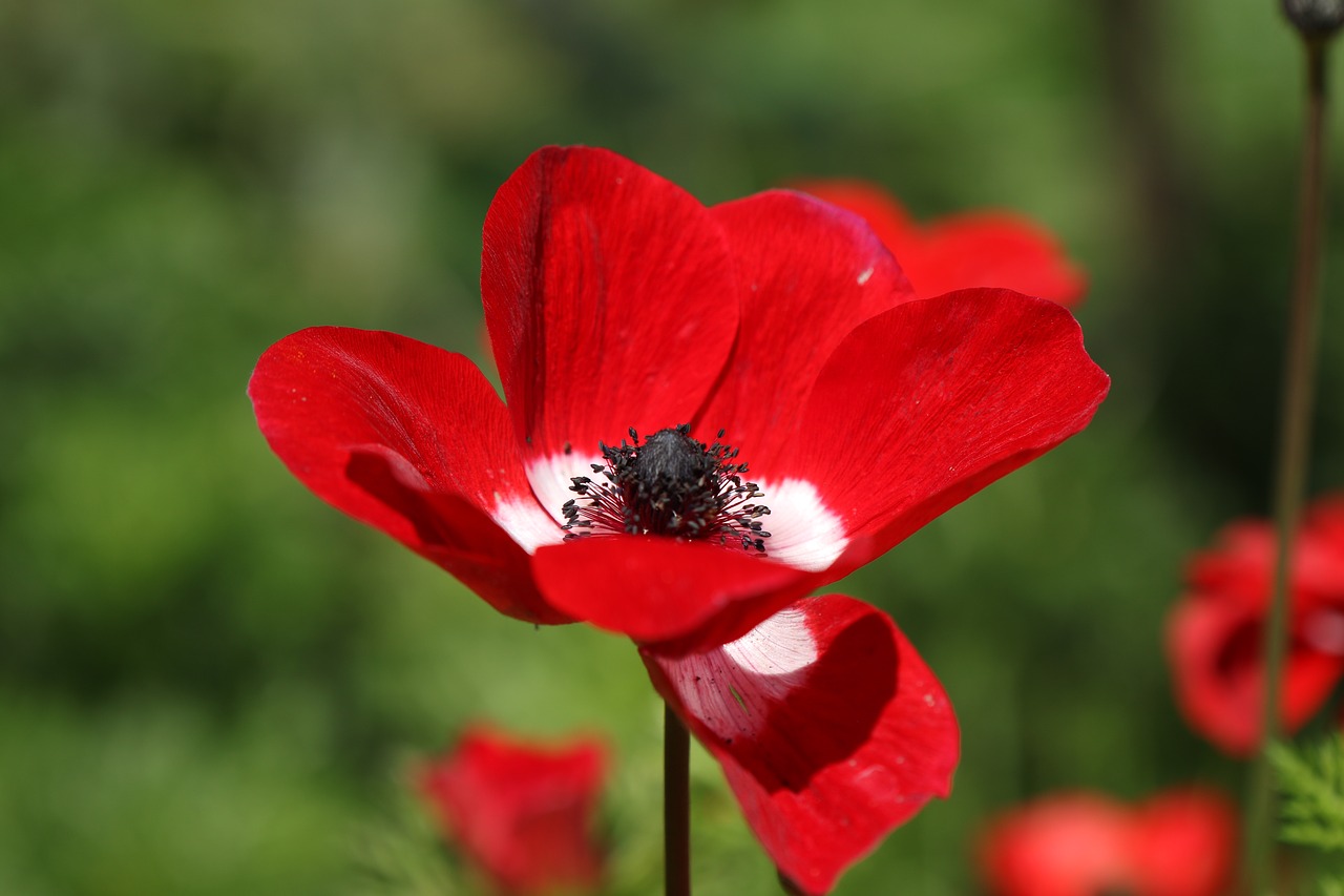 flower  anemone  red free photo