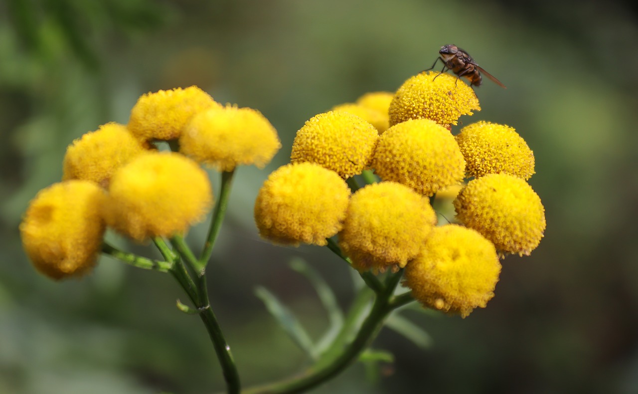 flower  blossom  bloom free photo