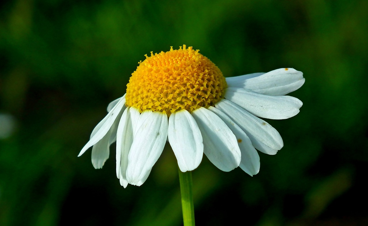 flower  grasshopper  summer free photo