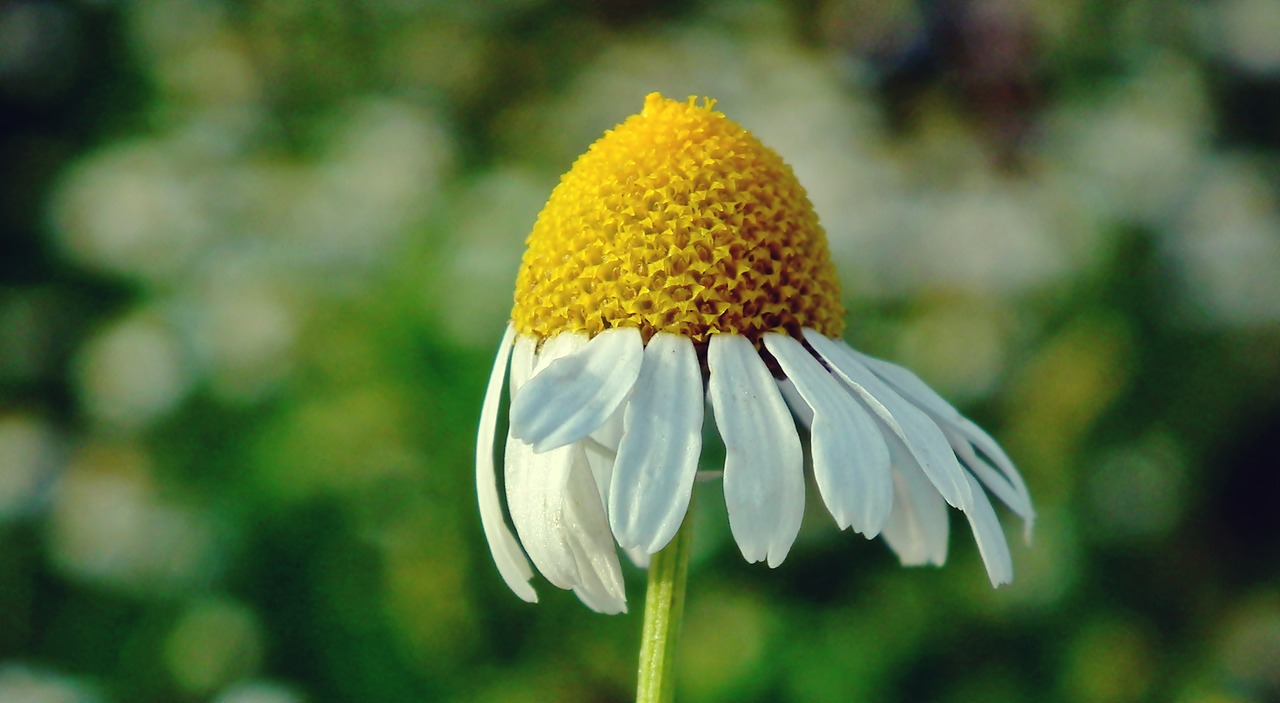 flower  grasshopper  summer free photo