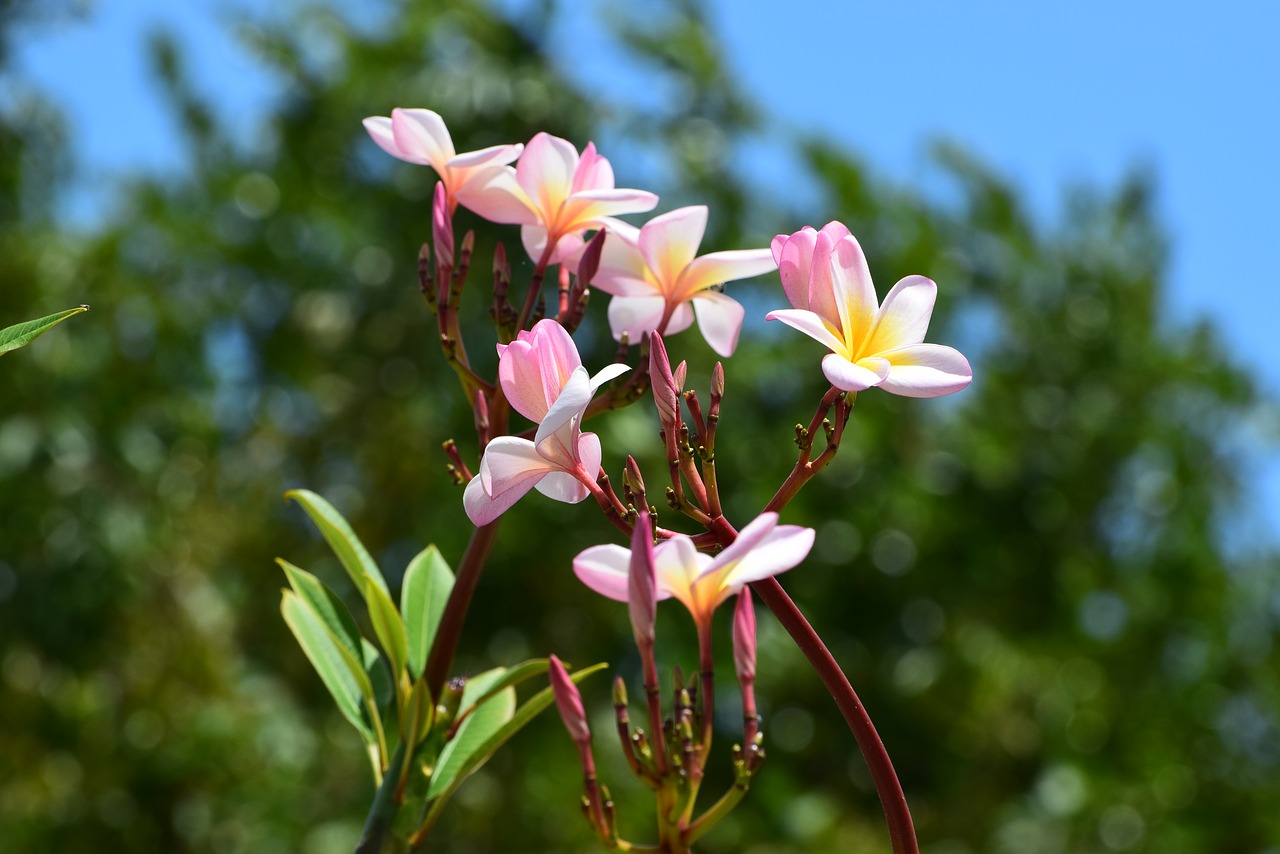 flower  blossom  caribbean free photo