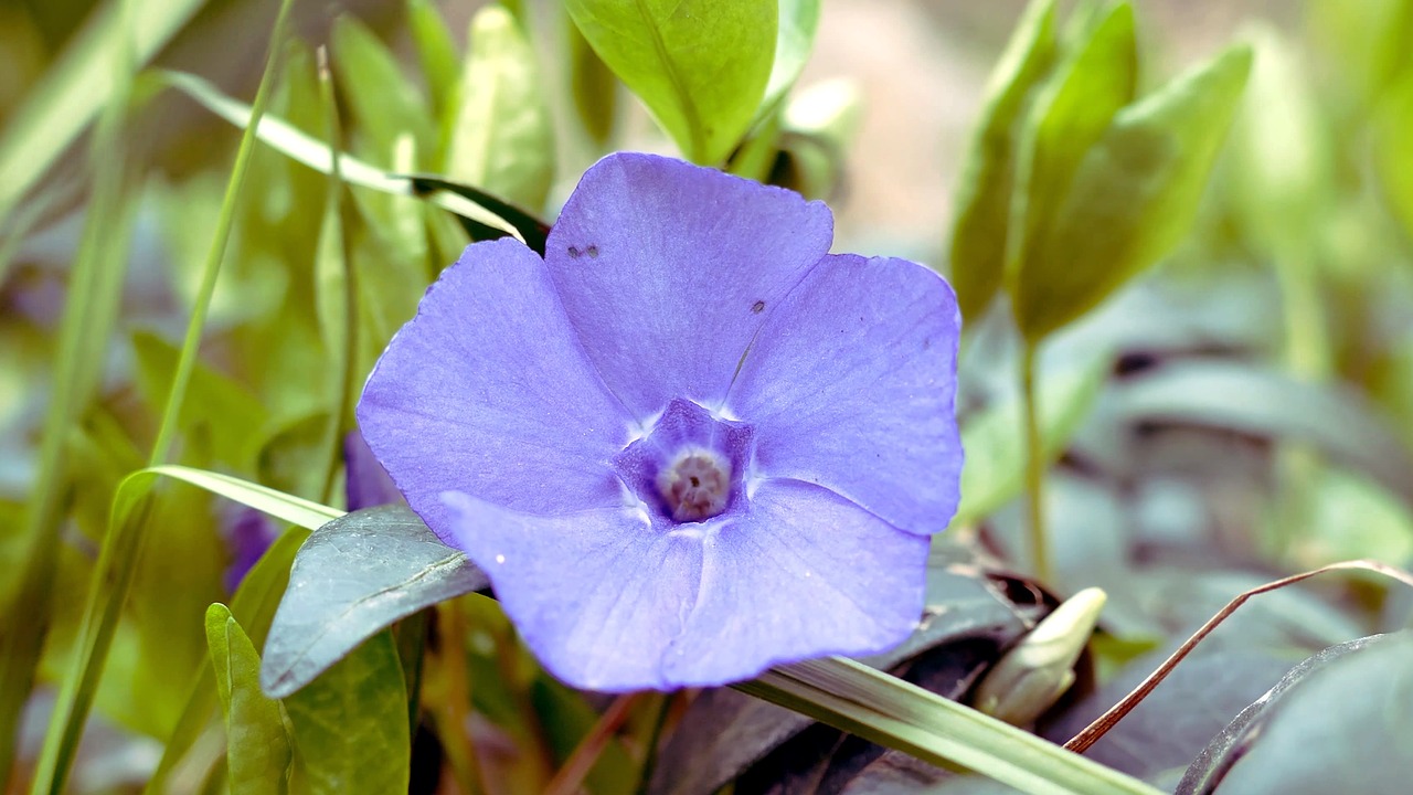 flower  garden  nature free photo