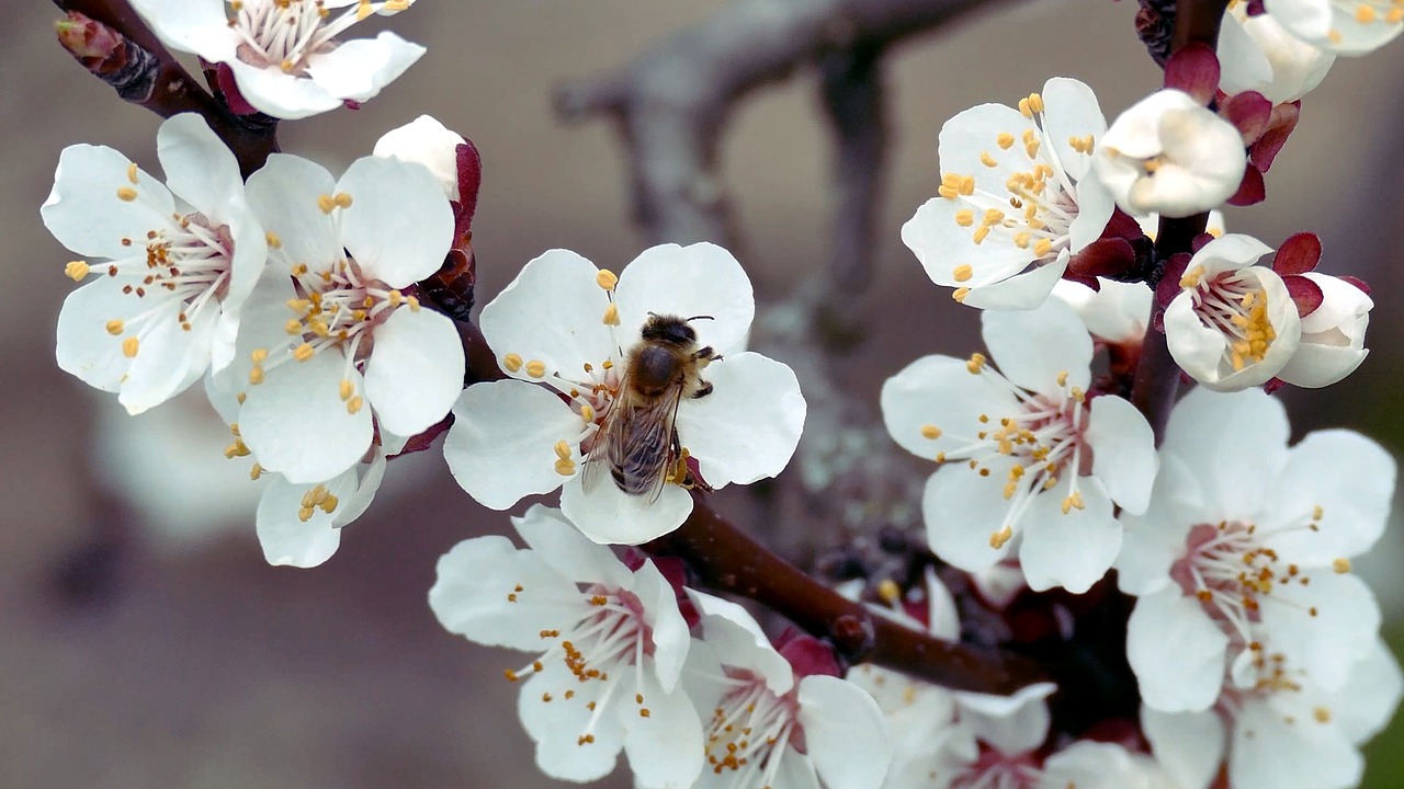 flower  flowers  bee free photo