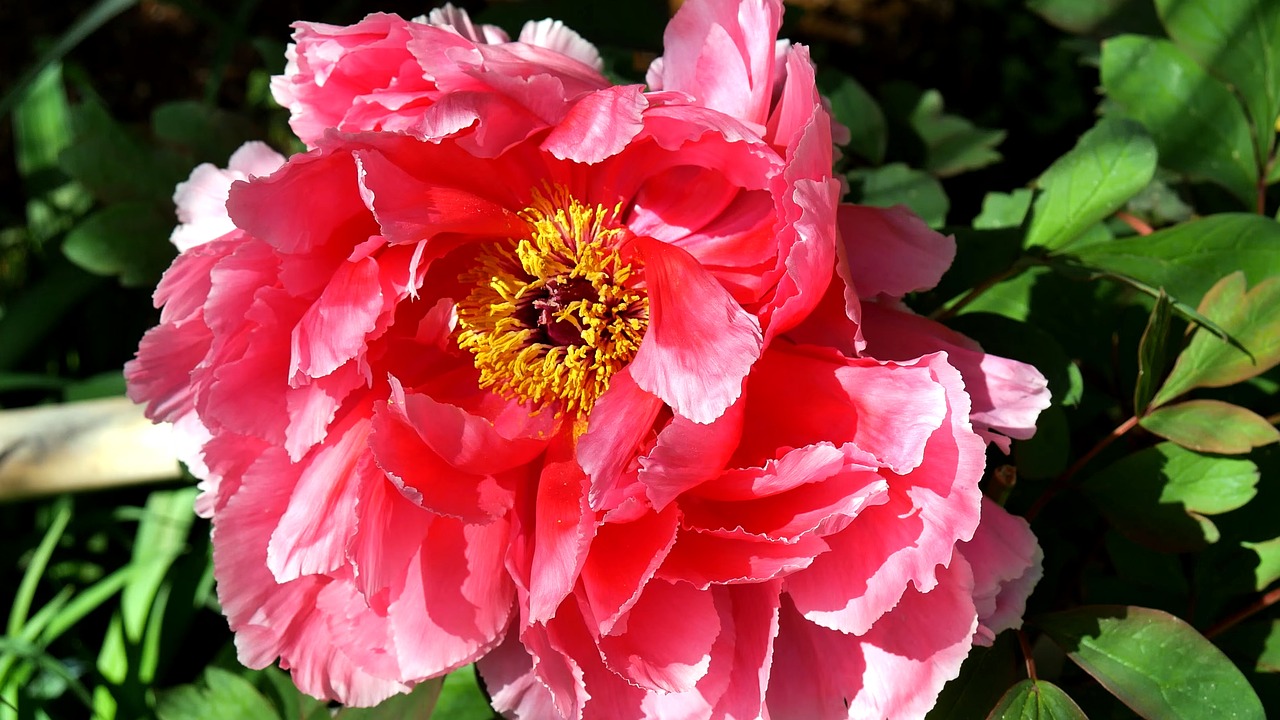 flower  peony  garden free photo