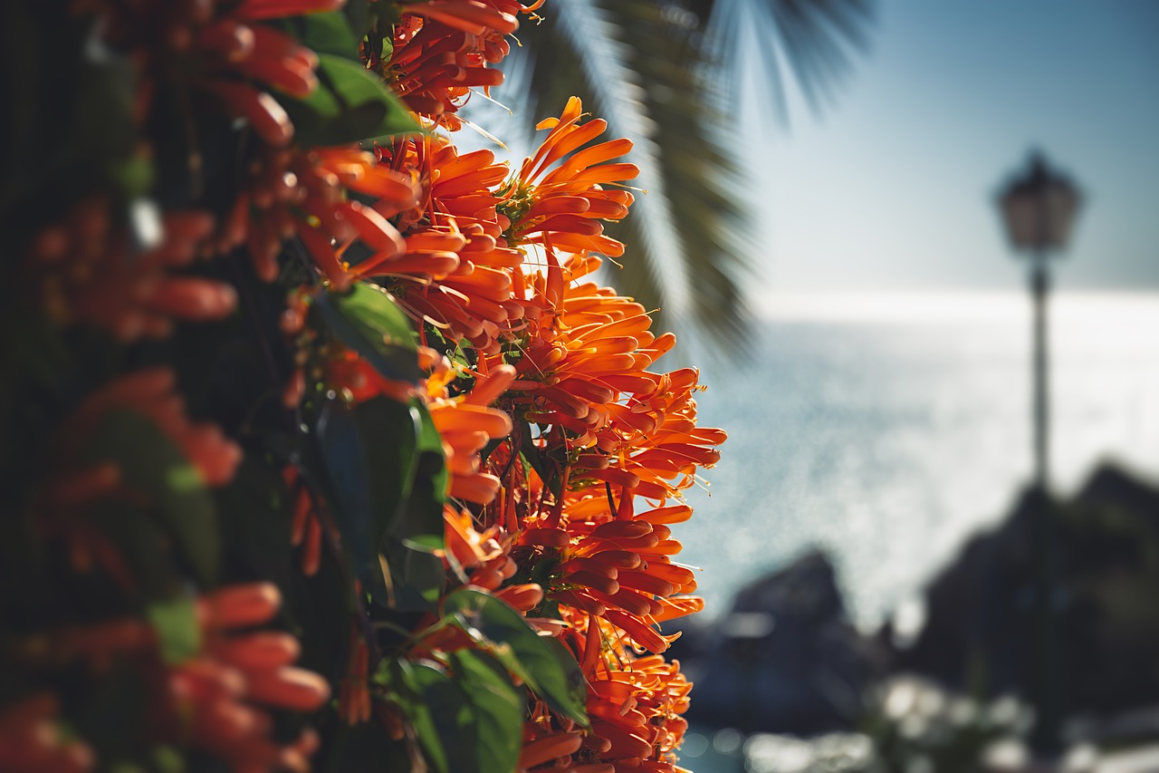 flower  macro  orange free photo