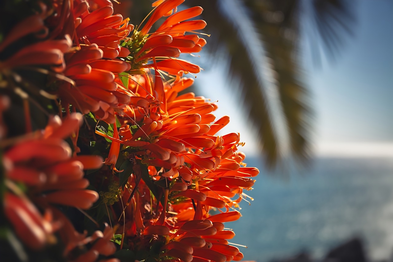 flower  macro  orange free photo