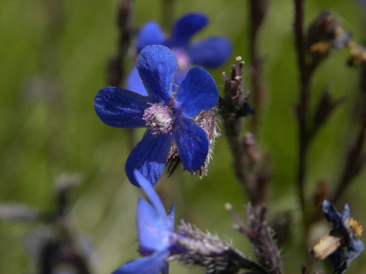 flower blue petals free photo