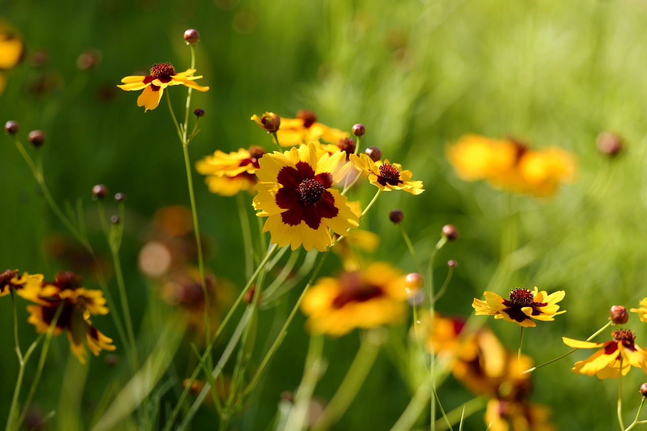 flower  yellow  nature free photo