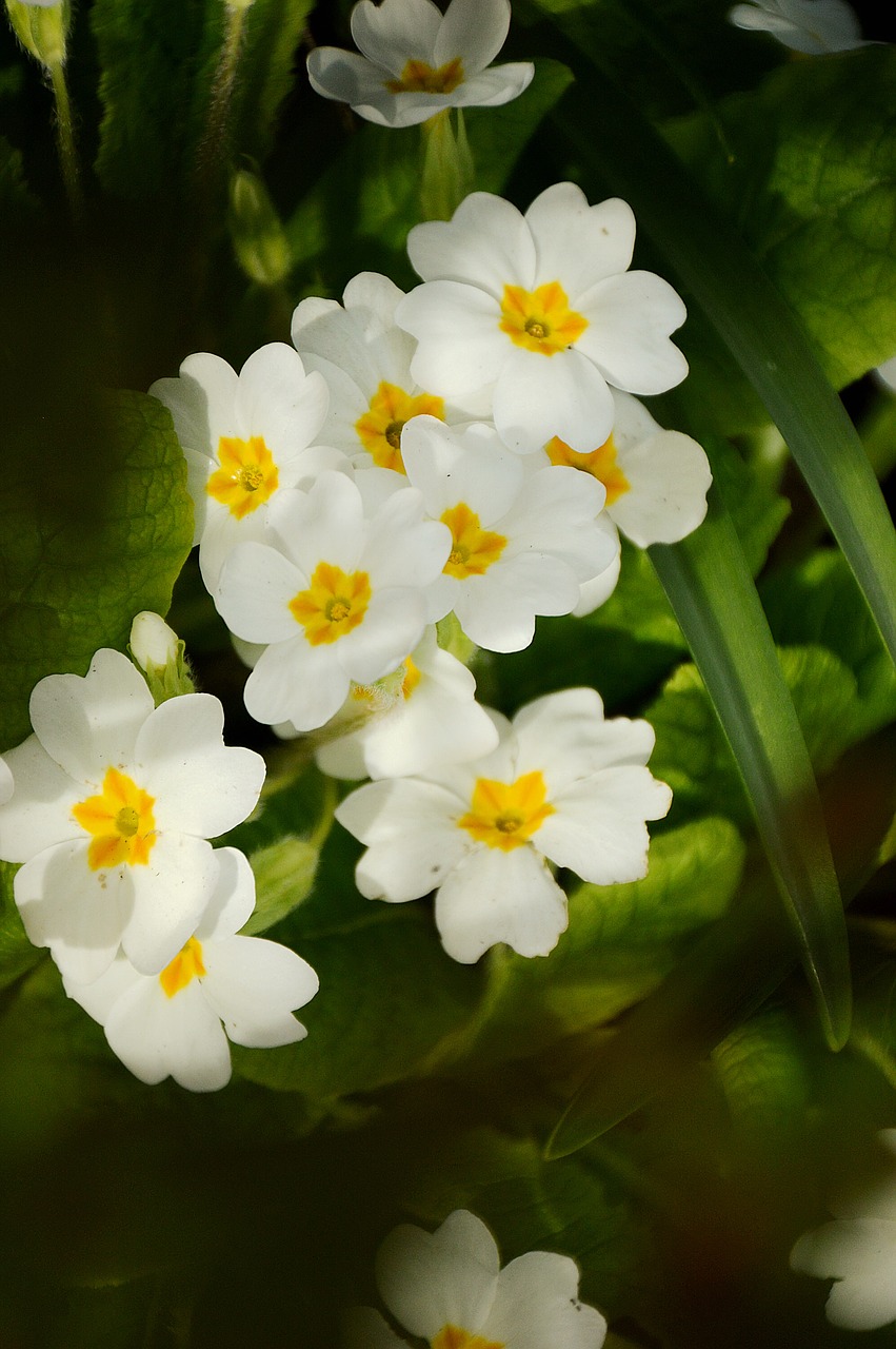 flower  primrose  spring free photo