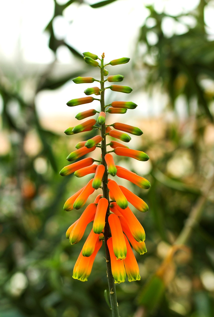 flower  plant  exotic free photo