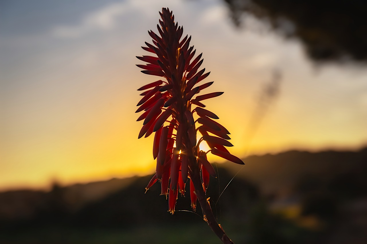 flower  sun  dusk free photo