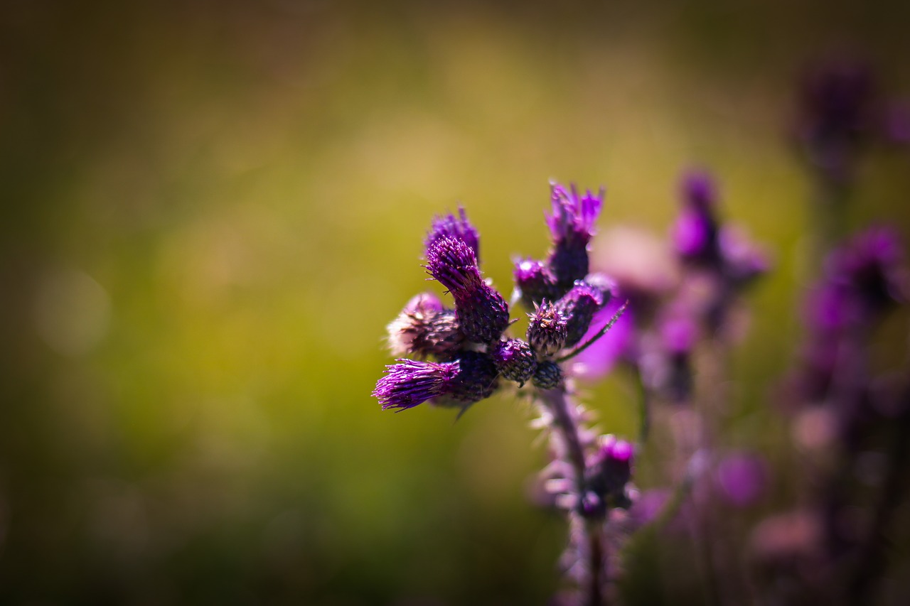 flower  nature  thistle free photo