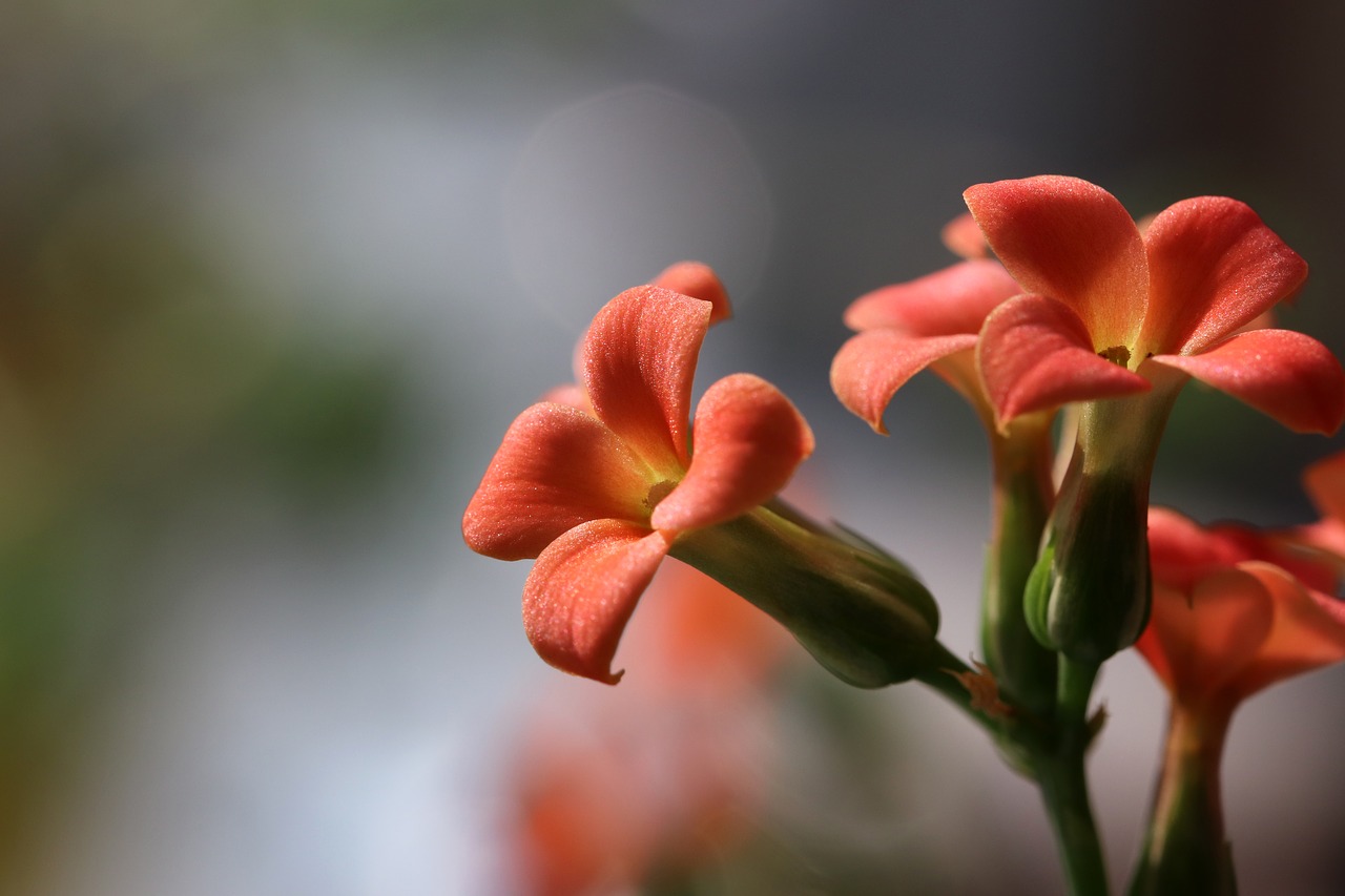 flower  potted plant  plants free photo