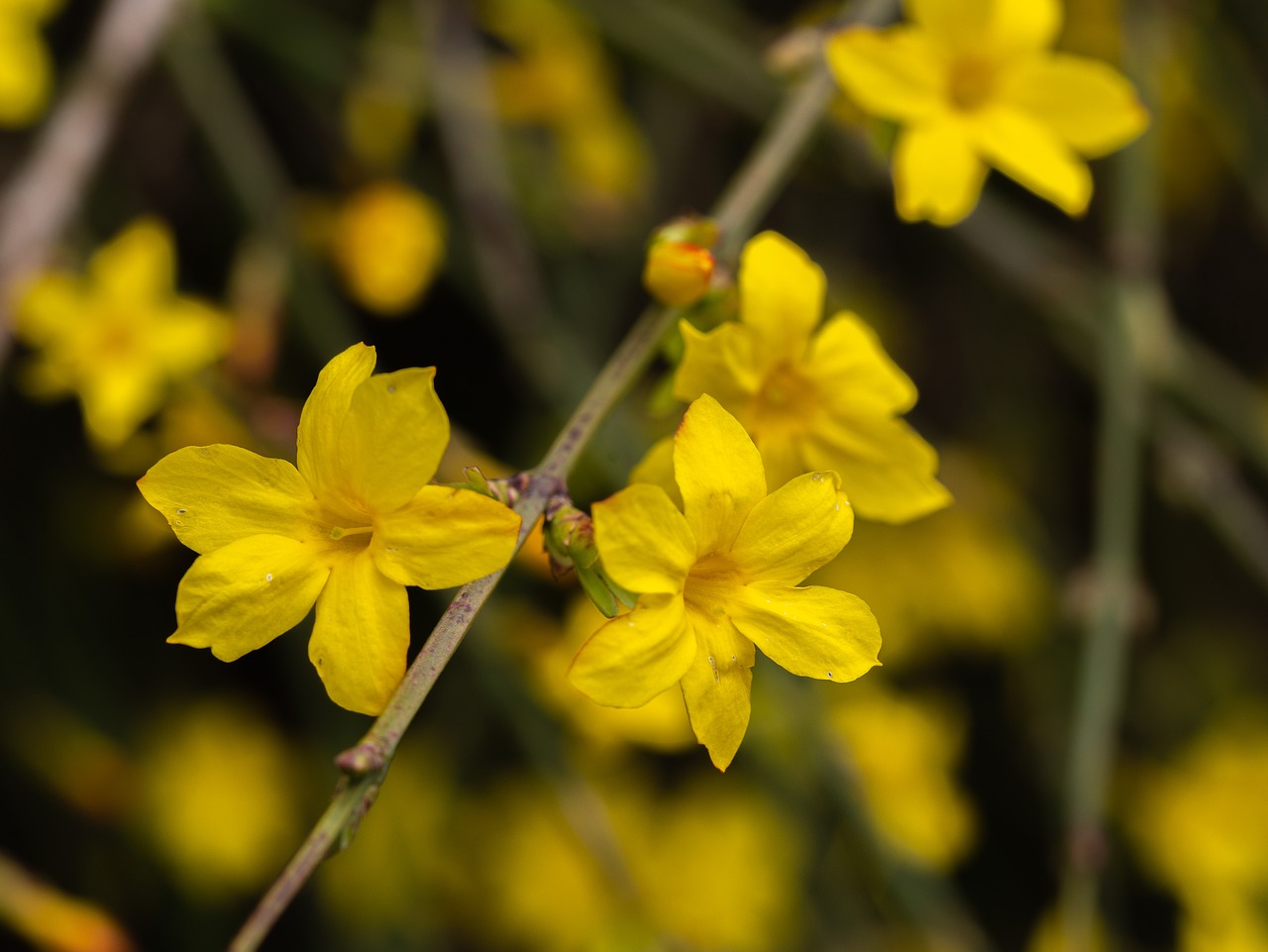 flower  flowers  plant free photo