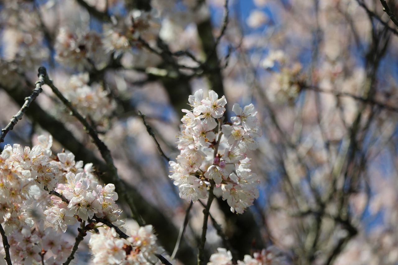 flower  tree  spring free photo