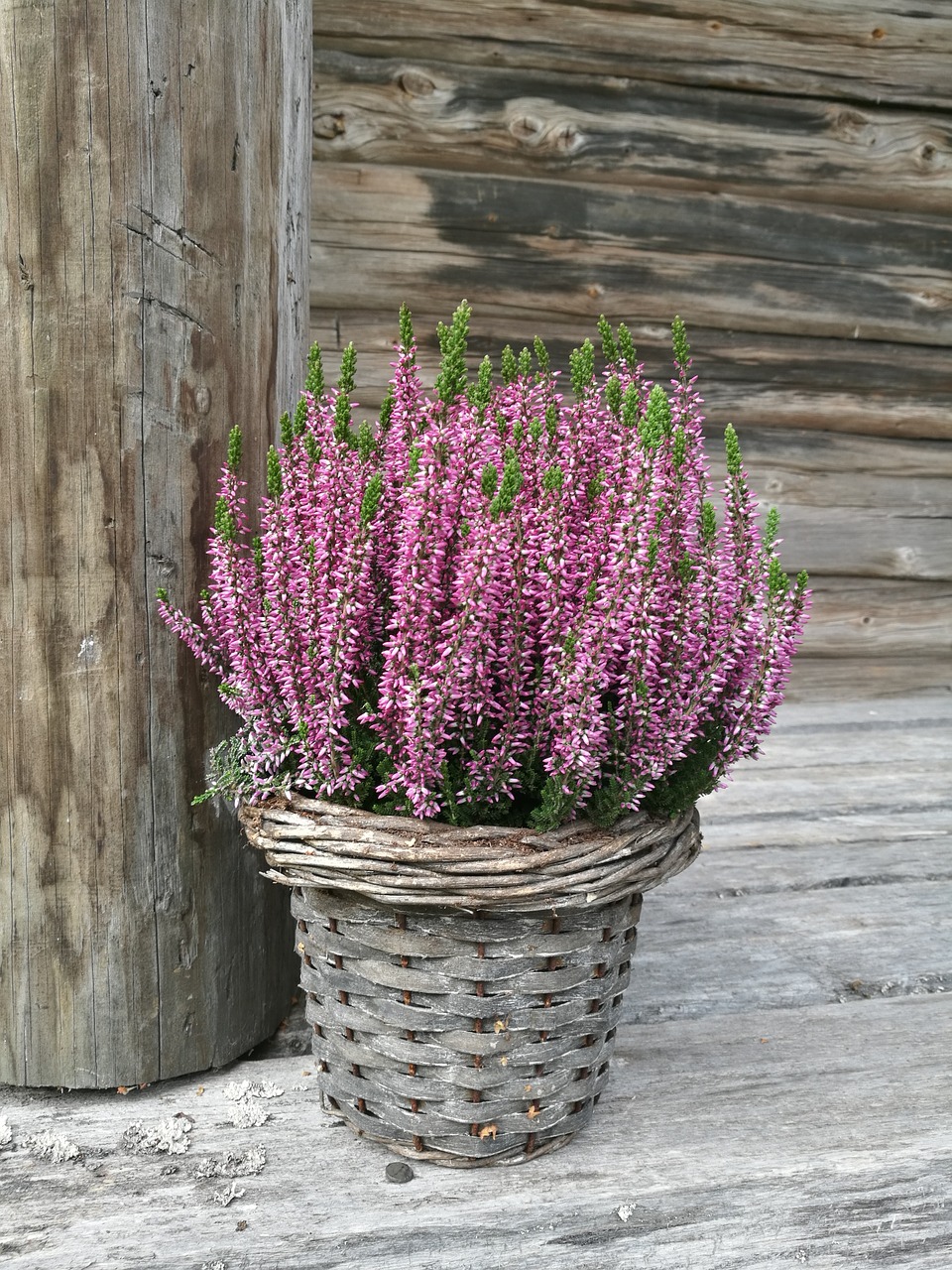 flower  heather  purple free photo