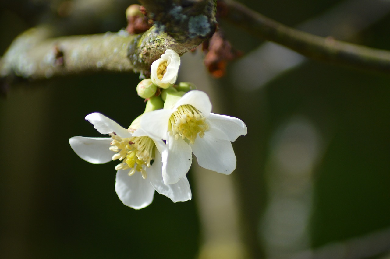 flower  bud  nature free photo