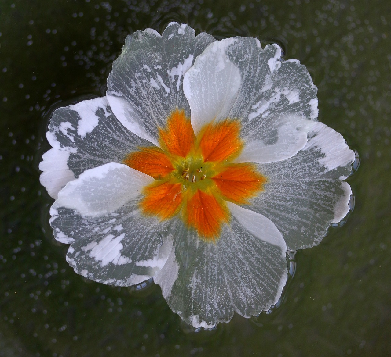 flower  water  waterline free photo