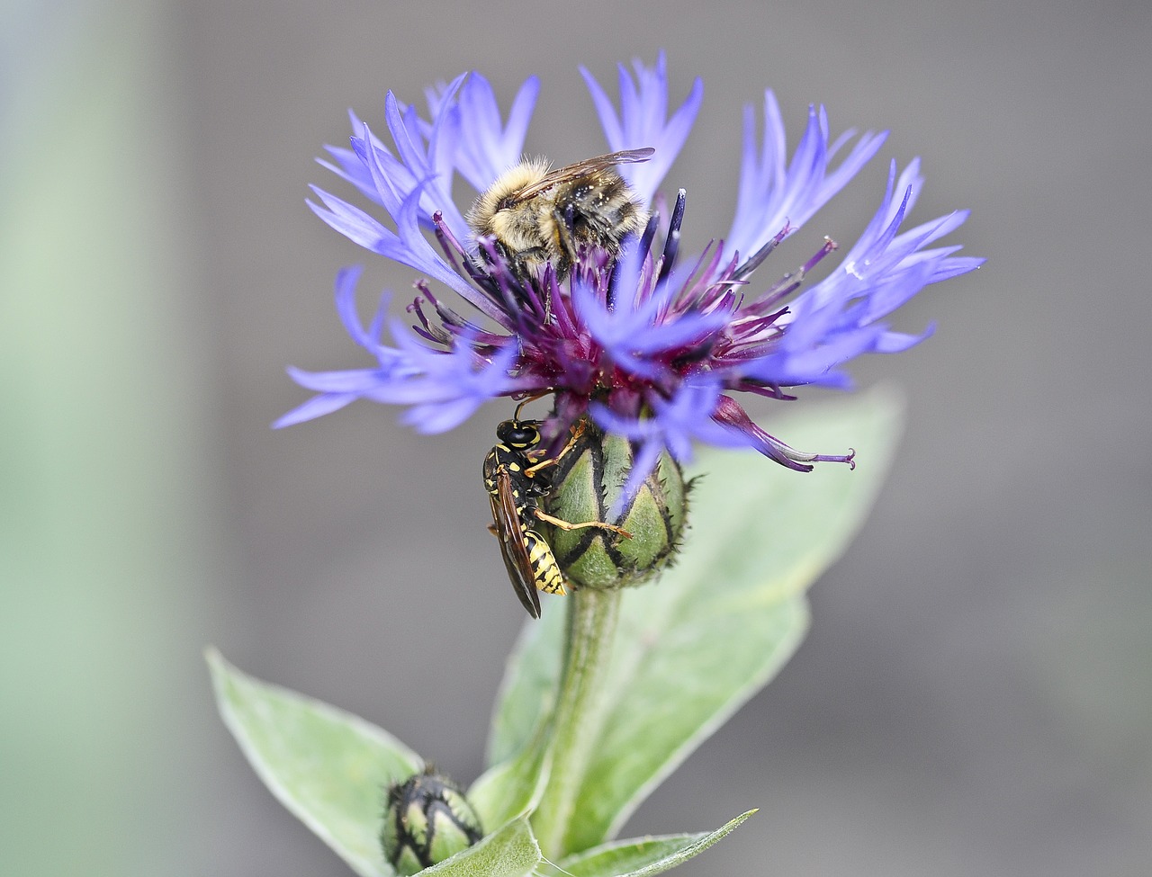 flower  cornflower  wasp free photo