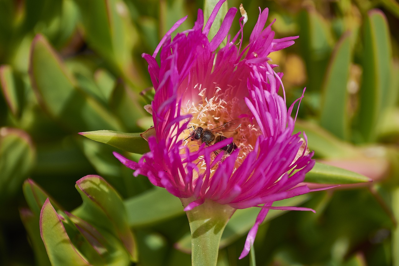 flower  garden  plant free photo