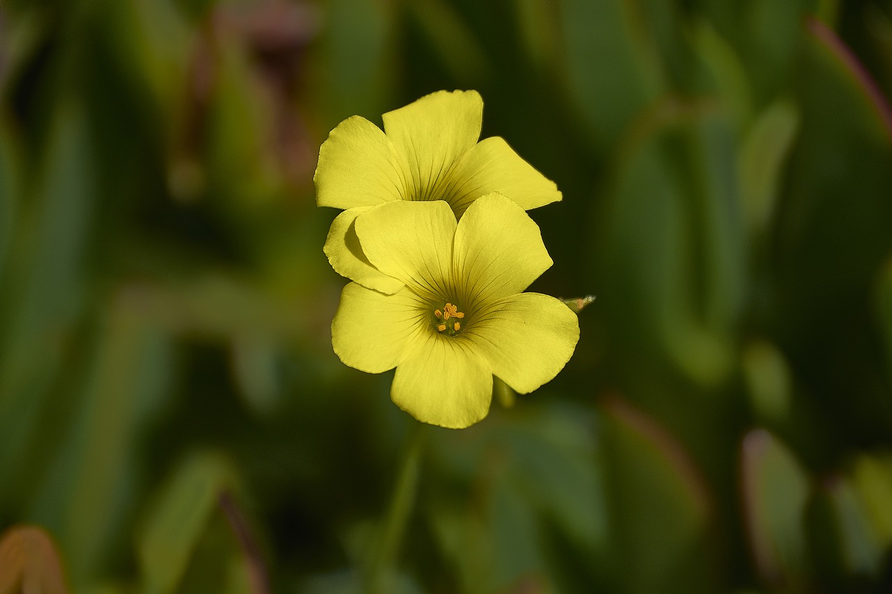 flower  garden  plant free photo