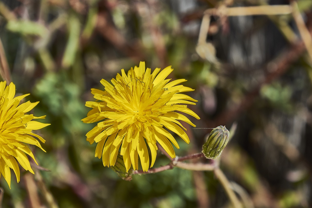 flower  garden  plant free photo