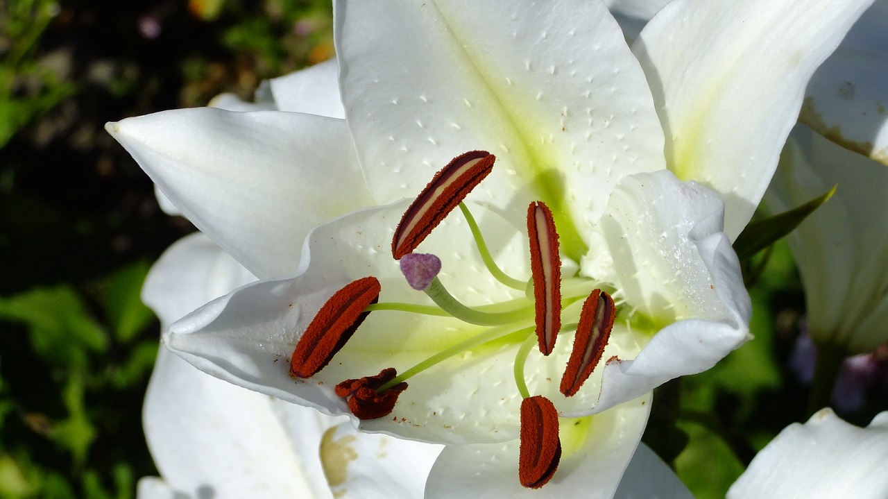 flower  lily  stamens free photo