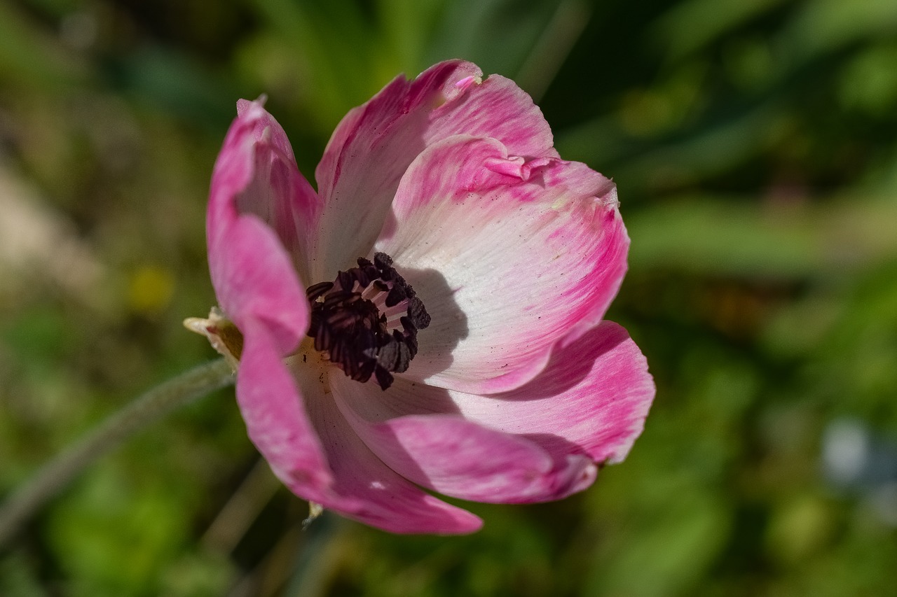 flower  pink  wildflower free photo