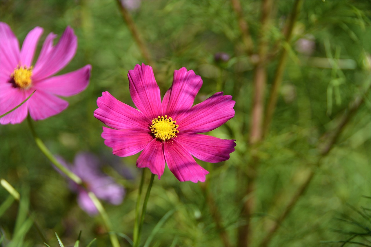 flower  pink  nature free photo