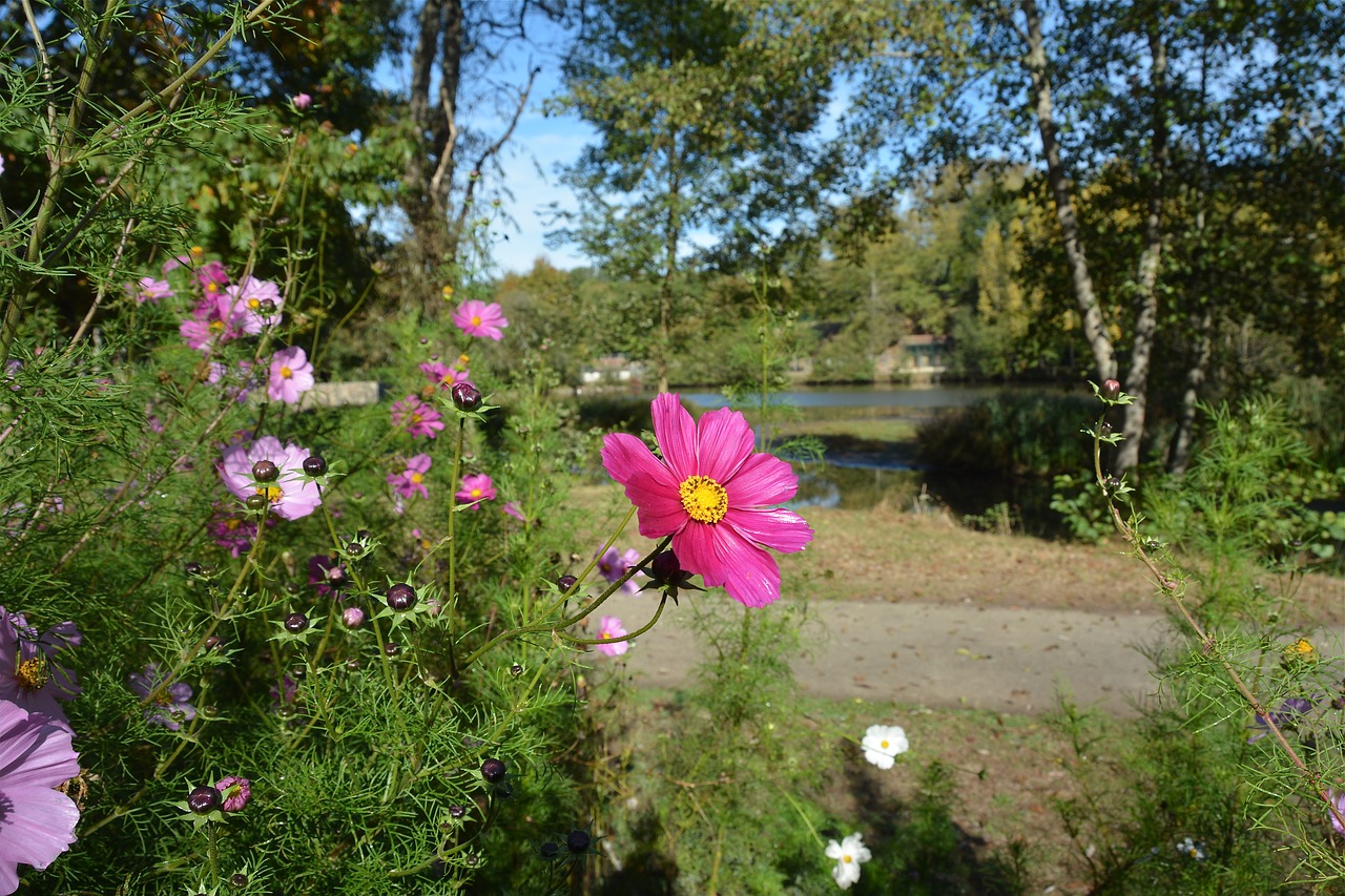 flower  pink  nature free photo