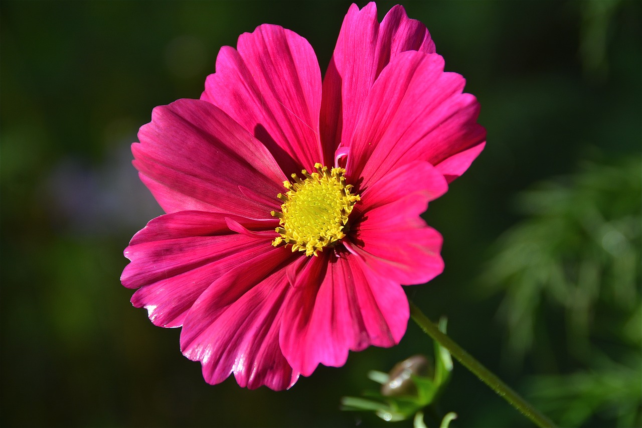 flower  pink  nature free photo