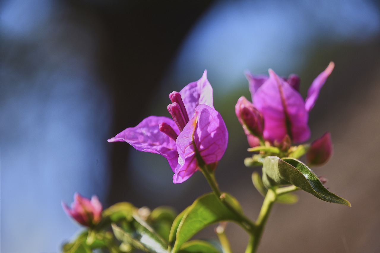 flower  garden  wild free photo