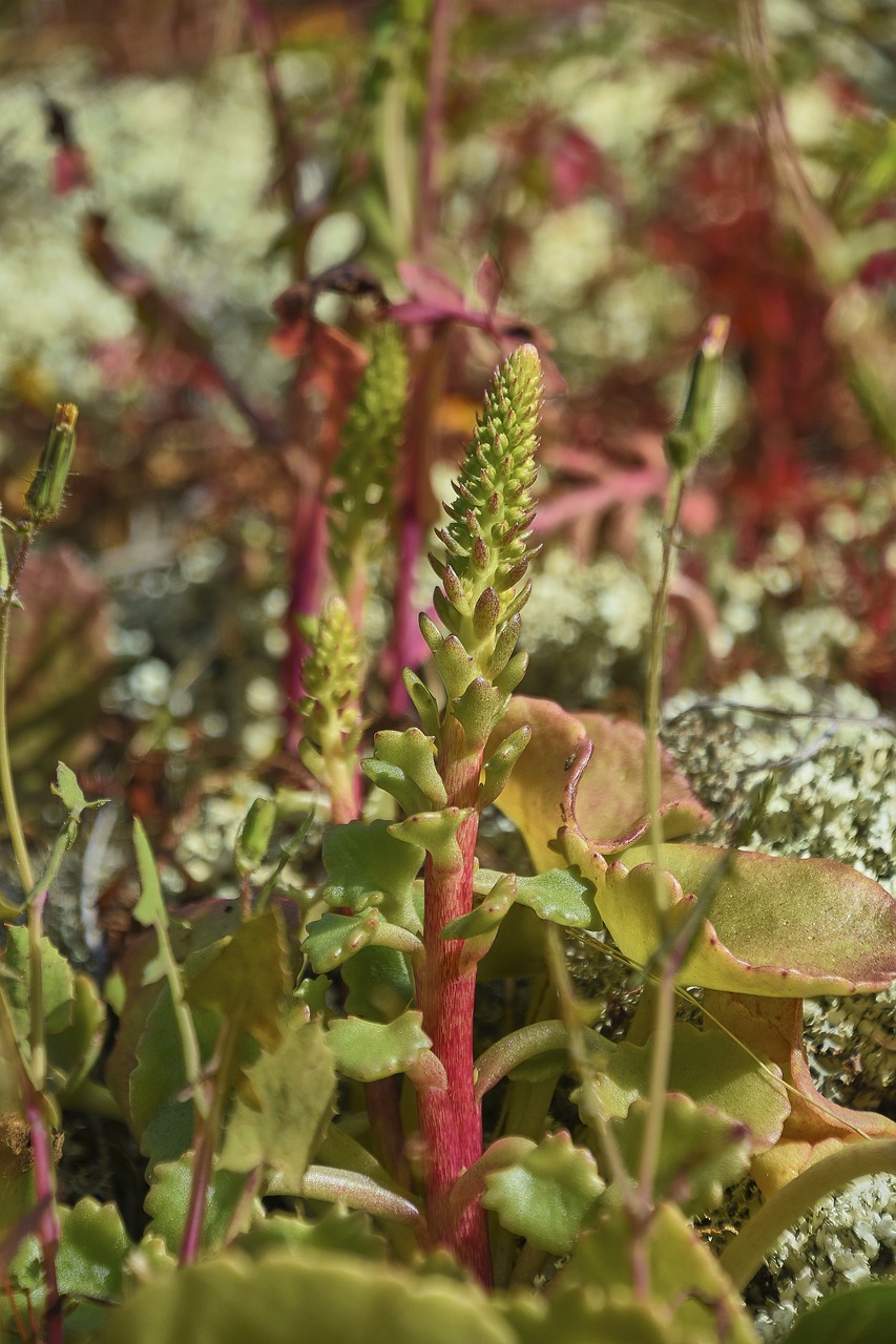 flower  garden  wild free photo