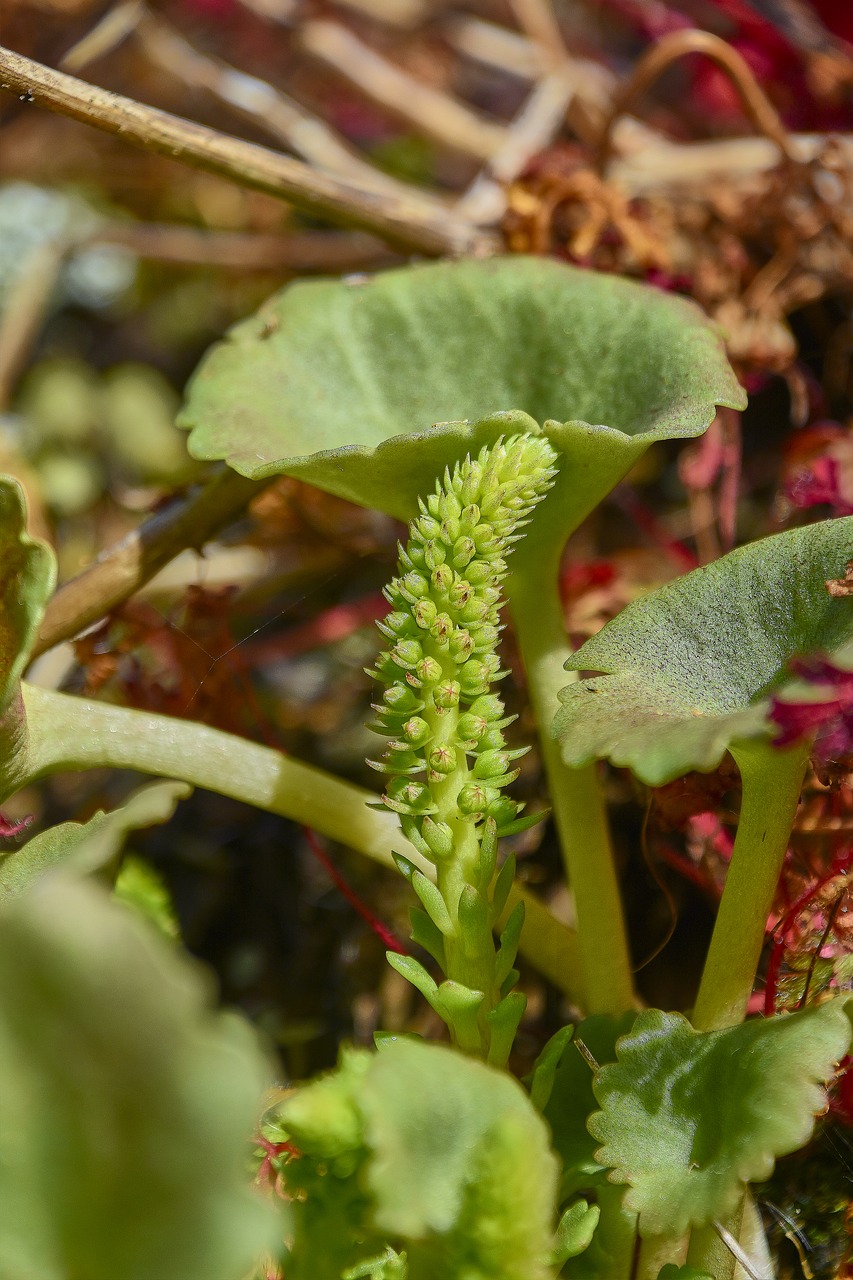 flower  garden  wild free photo