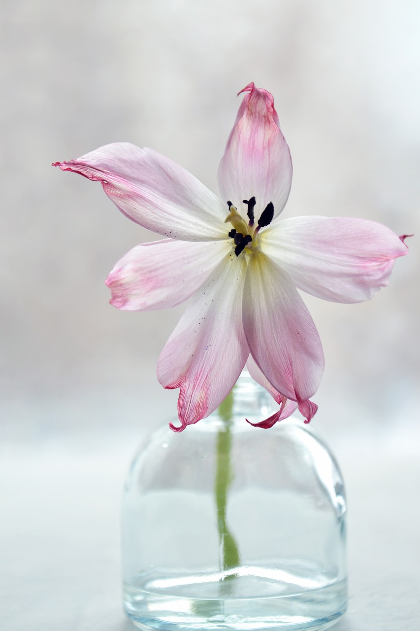 flower  plant  vase free photo