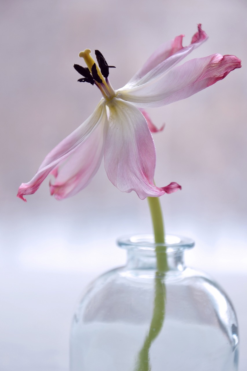 flower  plant  still life free photo