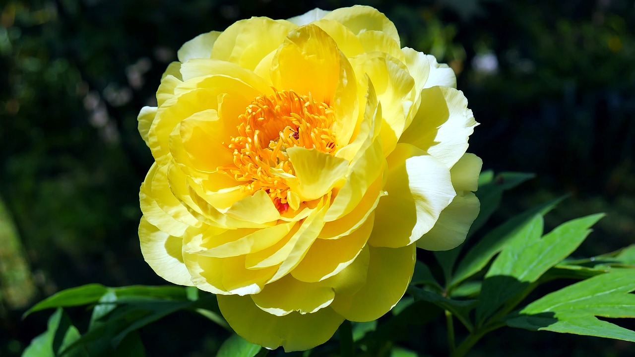 flower  peony  peonies free photo