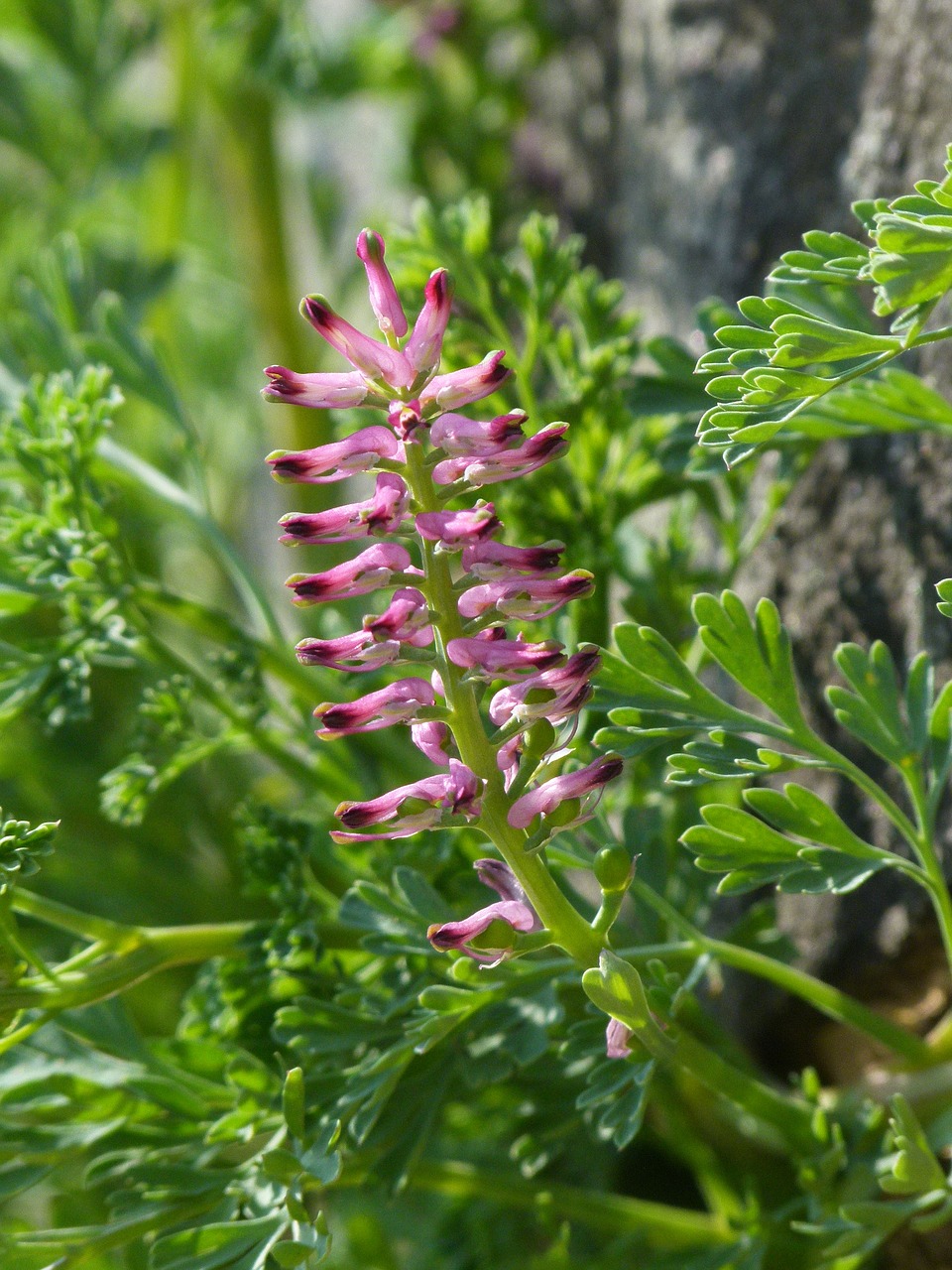 flower  wild flower  spring free photo