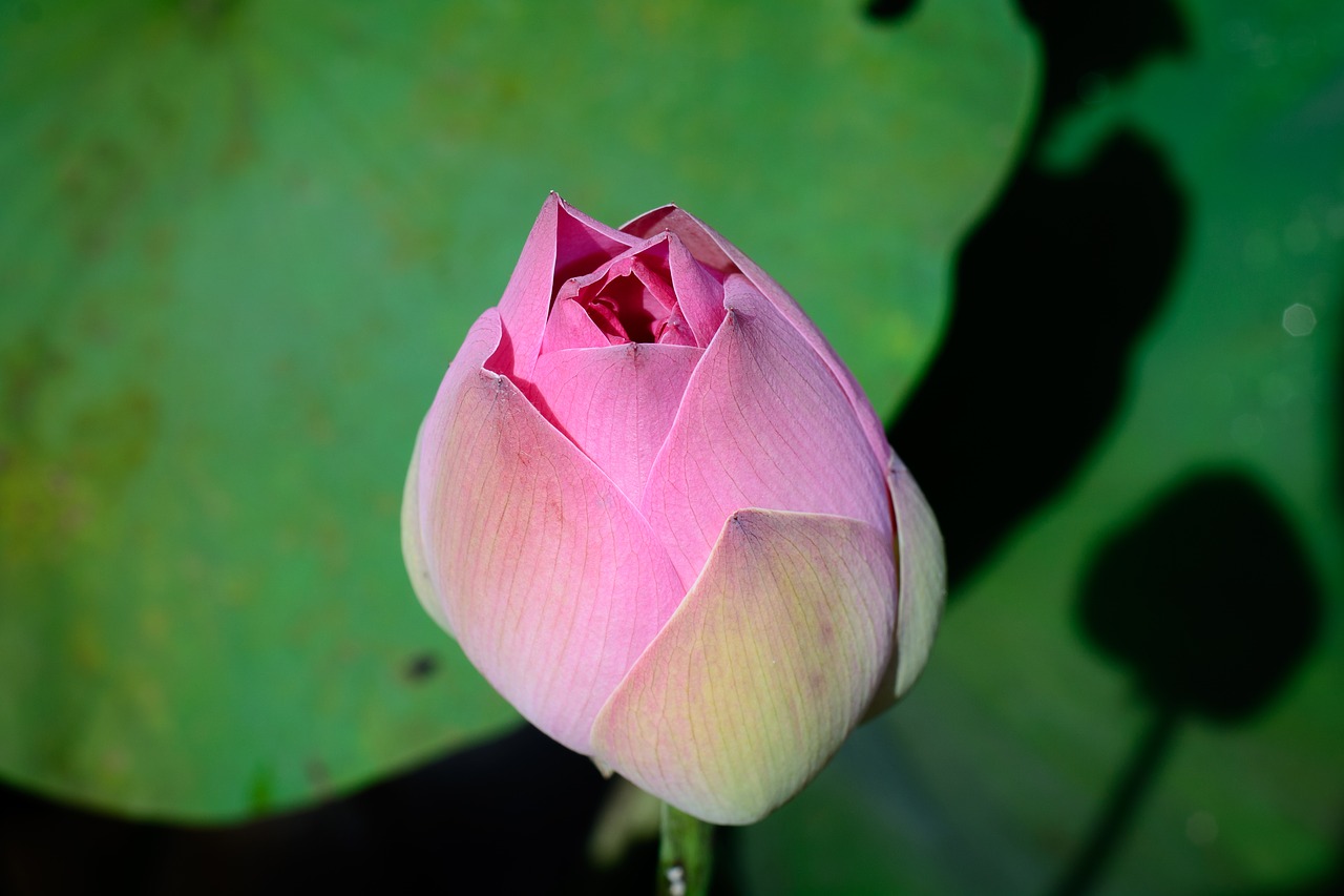 flower  pink  green free photo