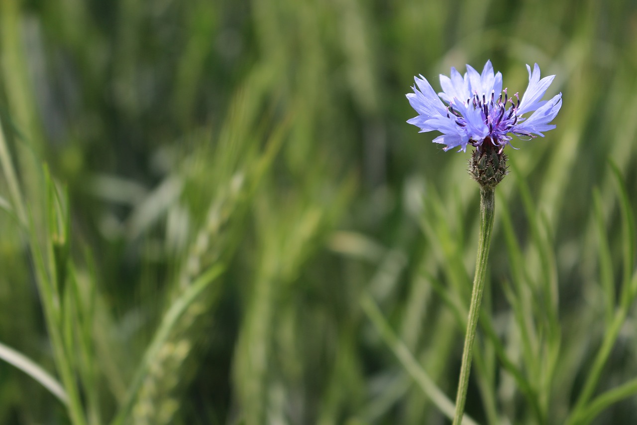 flower  meadow  cornflower free photo