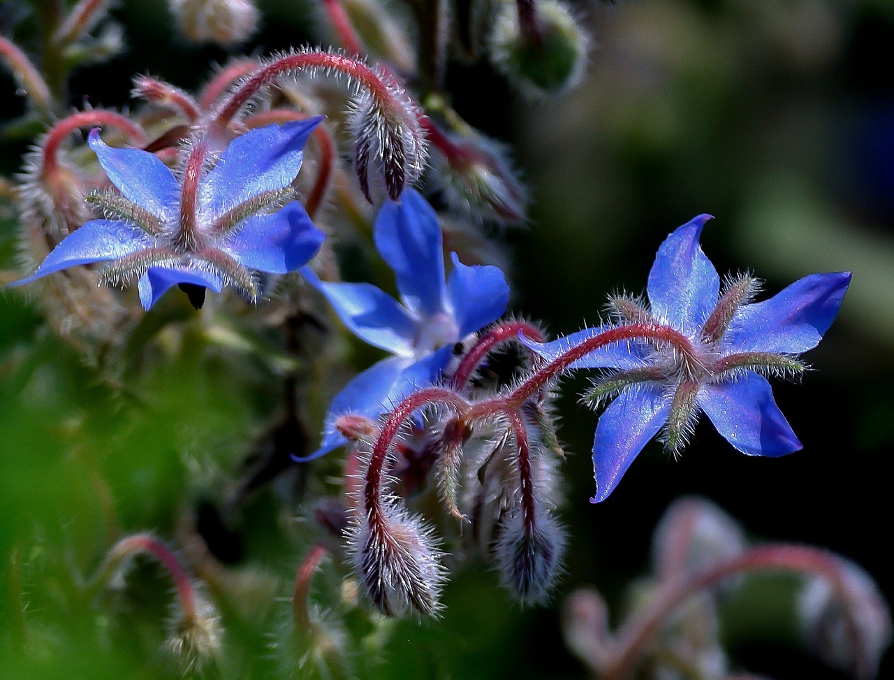 flower blue close-up free photo