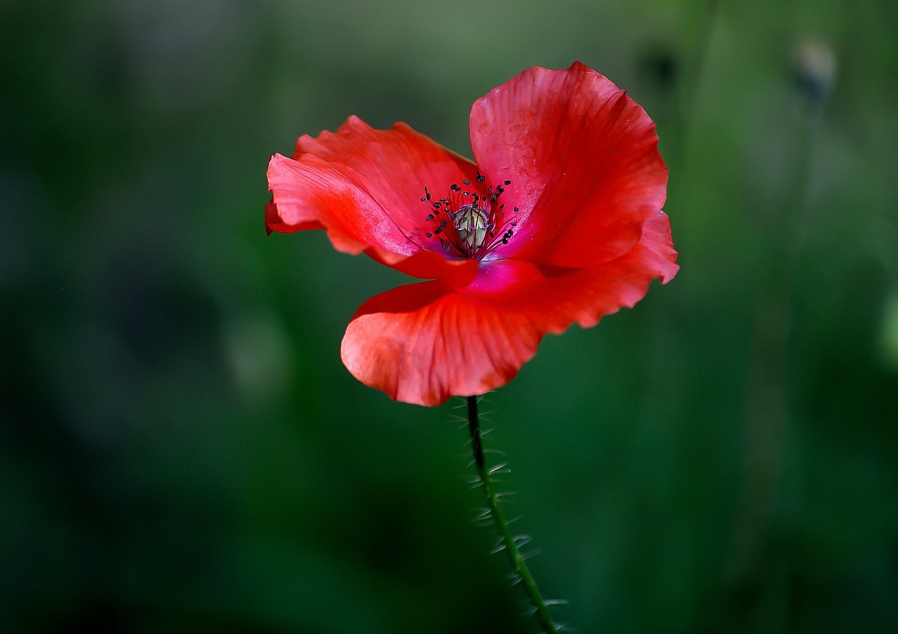 flower red botany free photo