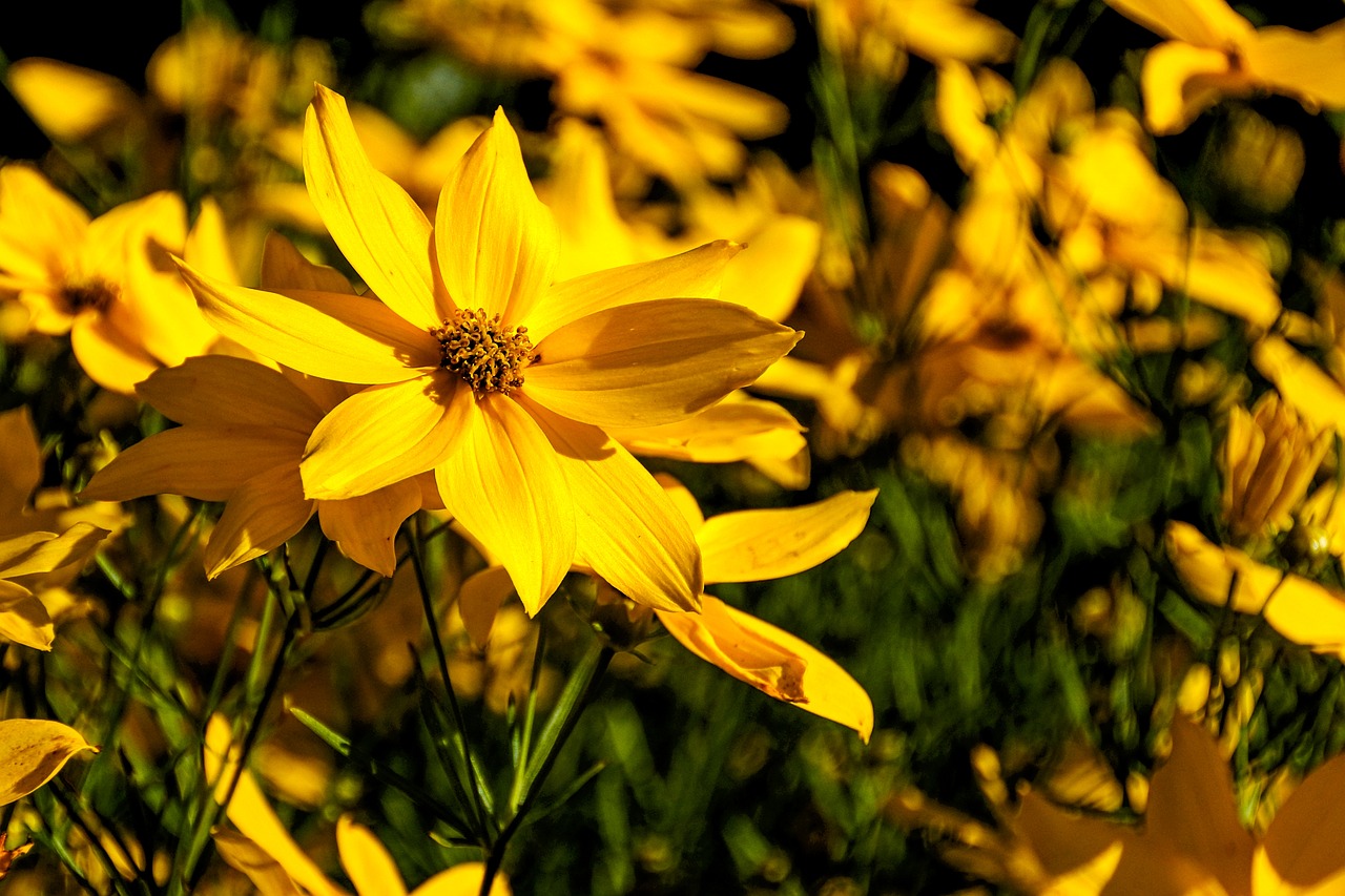 flower  yellow  nature free photo