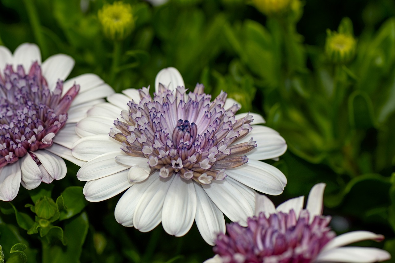 flower  garden  blossom free photo